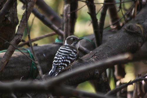 シバザクラ、野鳥コゲラ。蘭_f0030085_20531664.jpg