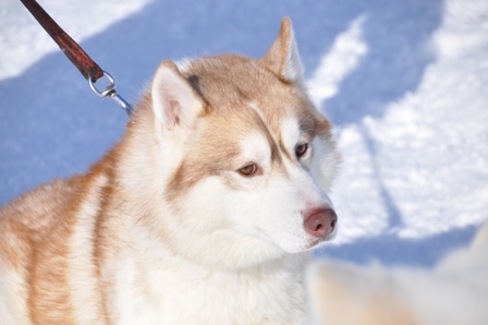 えこりん村犬ぞり大会を見に行きました～_f0212597_10135189.jpg