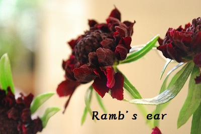 新座市 志木市の花屋 ラムズイヤーです Ramb S Ear ラムズイヤー 新座市 志木市の花屋 ラムズイヤーです Ramb S Ear ラムズイヤー
