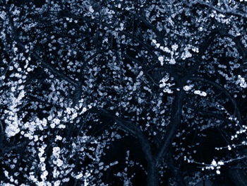 b0106921_21544010.jpg