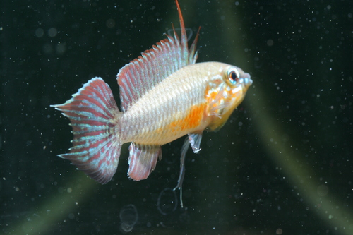 a0217735_13795.jpg