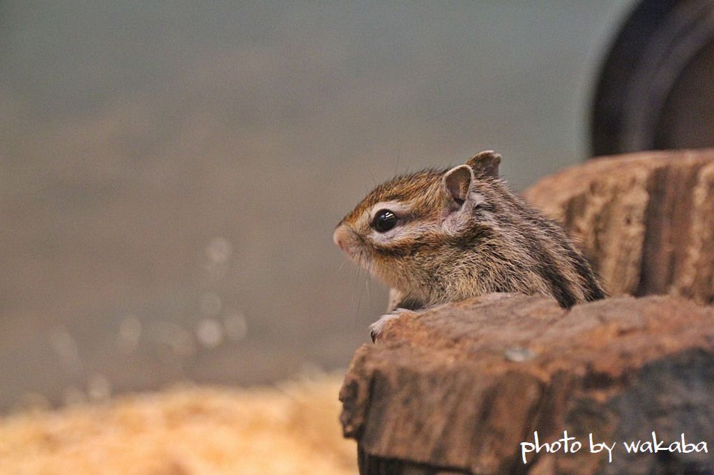 かわいいシマリス 自然のキャンバス