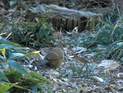 生け垣の裏のガビチョウ Hwamei_f0206939_21264777.jpg