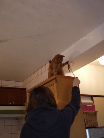 お客さまがやってきた猫 しぇるのぇるろった編。_a0143140_23564414.jpg