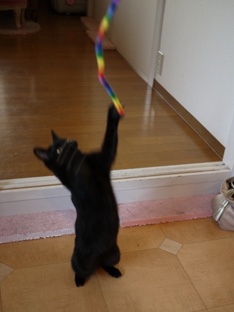 お客さまがやってきた猫 しぇるのぇるろった編。_a0143140_23574122.jpg