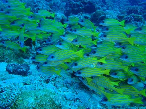 パラオ_f0233340_124339.jpg