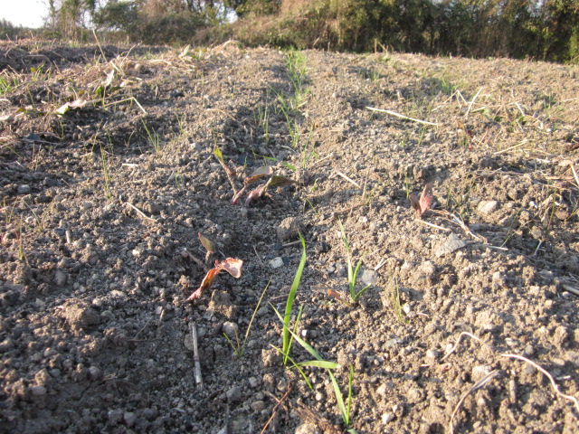 どれが小麦で、どれが草でしょう_e0181260_19383420.jpg