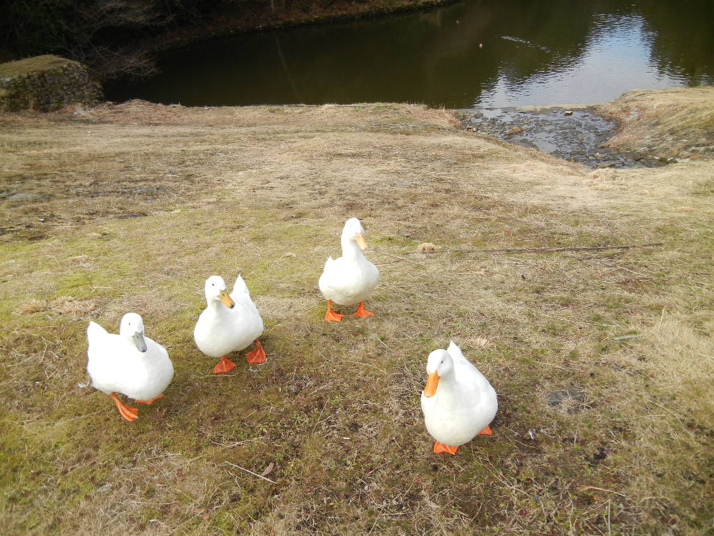 2012年2月11日(土)今日もブルーベリーヒルへ!_f0060461_19345533.jpg