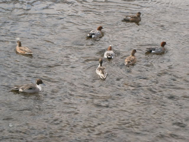c0128862_16242491.jpg