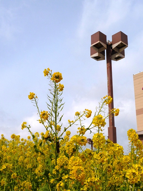 高の原駅の菜の花_d0042474_23124666.jpg