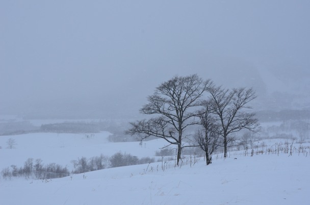 今年も北海道へ行ってまいりました・・・_f0233999_1314697.jpg