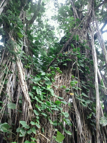 d0051707_1552953.jpg