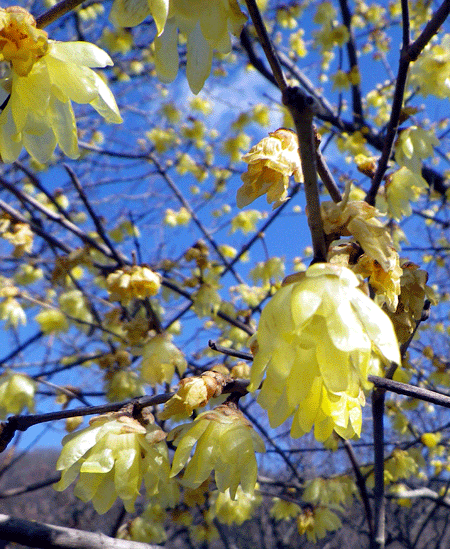 b0000209_1938352.gif