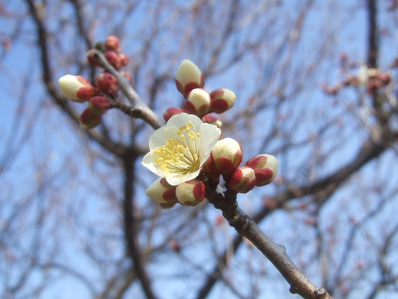 梅も桜も開花しました....もう少しで満開！_b0137932_9264540.jpg