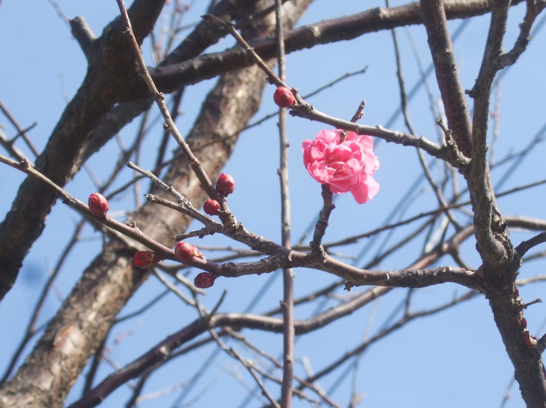 梅も桜も開花しました....もう少しで満開！_b0137932_9265676.jpg