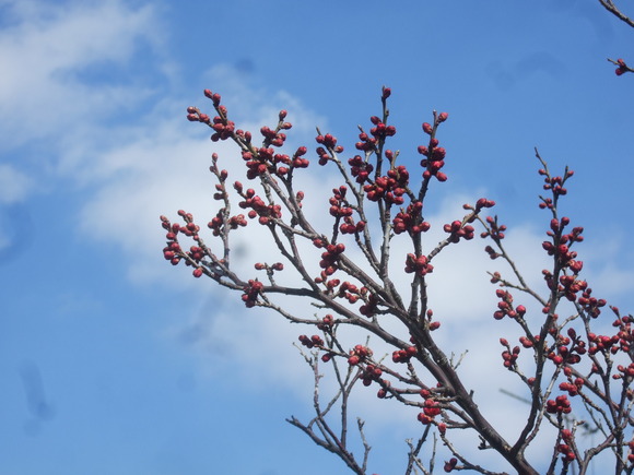 梅も桜も開花しました....もう少しで満開！_b0137932_9272099.jpg