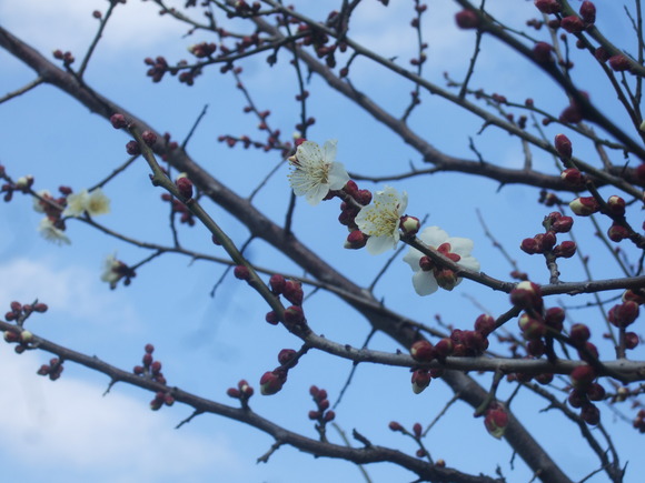 梅も桜も開花しました....もう少しで満開！_b0137932_9273855.jpg