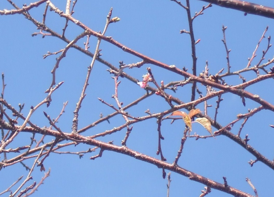 梅も桜も開花しました....もう少しで満開!_b0137932_9331618.jpg