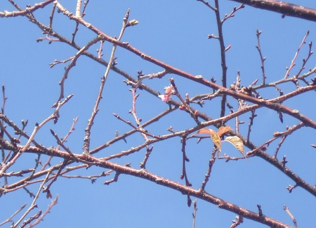 梅も桜も開花しました....もう少しで満開！_b0137932_9331618.jpg