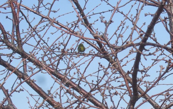 梅も桜も開花しました....もう少しで満開！_b0137932_933677.jpg