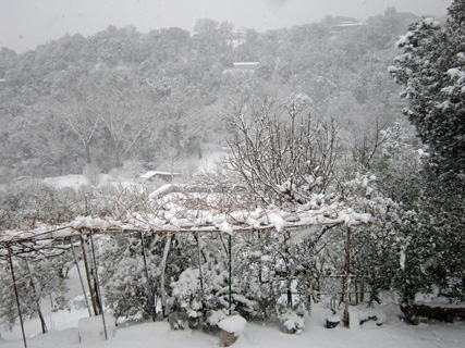 降りやまぬ雪とネコたち_f0234936_724289.jpg