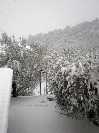 降りやまぬ雪とネコたち_f0234936_72845.jpg