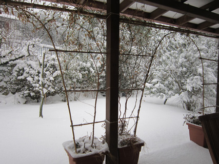 降りやまぬ雪とネコたち_f0234936_731010.jpg
