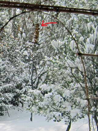降りやまぬ雪とネコたち_f0234936_744272.jpg