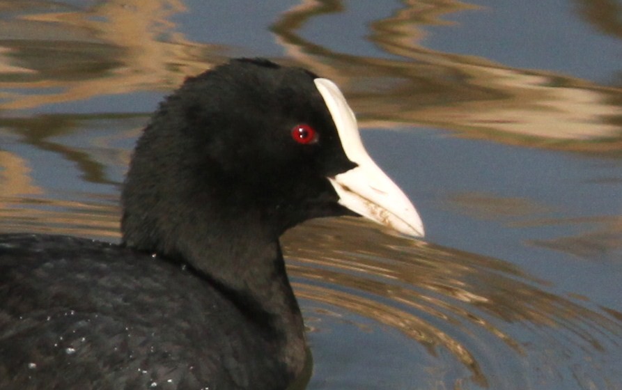 c0172139_21149100.jpg
