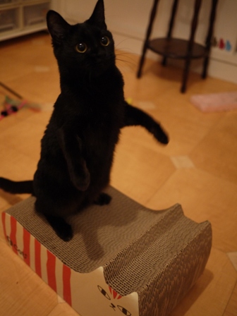 しまネコつめとぎ猫 空しぇるのぇるろった編。_a0143140_22275340.jpg