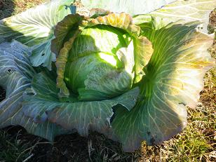 久しぶりの野菜収穫_a0139242_6113767.jpg