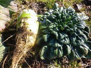 久しぶりの野菜収穫_a0139242_6125845.jpg