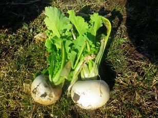 久しぶりの野菜収穫_a0139242_613438.jpg
