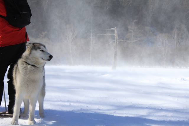 犬と歩く奥日光~雪あそび編_c0193749_16555895.jpg