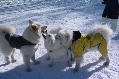 ◆そこに雪があるから仕方ないんだび◆_a0166954_22484728.jpg