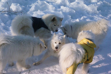 ◆そこに雪があるから仕方ないんだび◆_a0166954_23141038.jpg