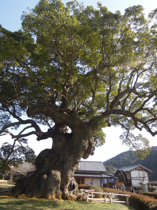 飛龍窯の灯ろう祭。_d0195183_23101877.jpg