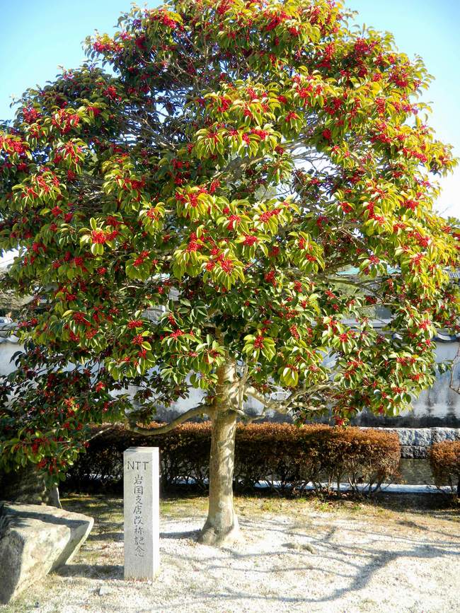 岩国吉香公園の花便り くろがねもちは字が書ける 写真見てください