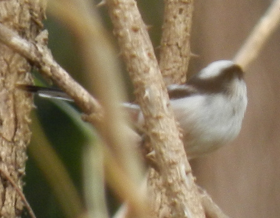 百舌鳥（モズ）の出現_f0216489_2223040.jpg