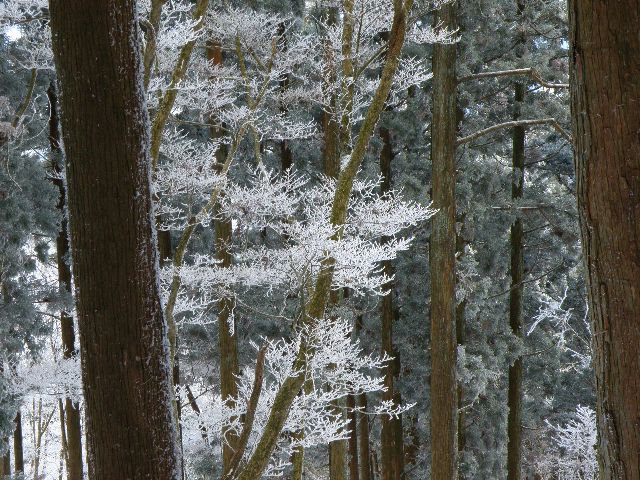 厳かに、雪の愛宕山から西山トレールで嵐山へ　2012/02/11　曇ったり晴れたり一時雪　８名 _c0134193_19464120.jpg