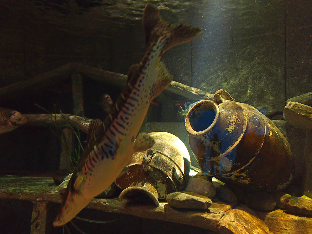 ドバイの水族館（２）ザ・ロスト・チェンバーズ_c0228207_23421640.jpg