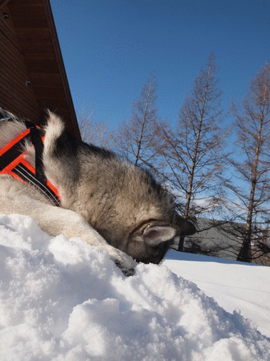 b0207615_17265458.gif