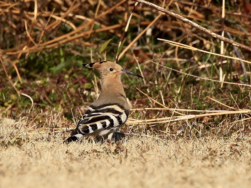 2012　02　13　ヤツガシラ_d0127815_9472337.jpg