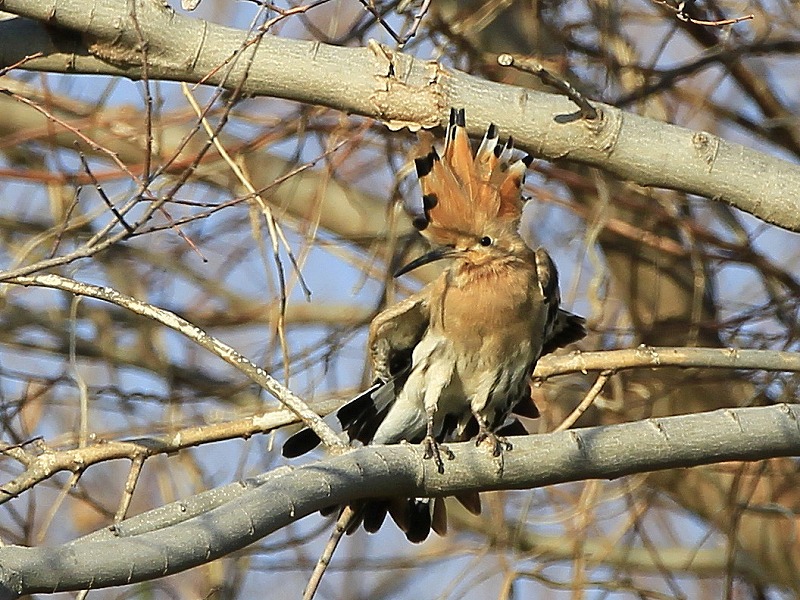 2012　02　13　ヤツガシラ_d0127815_9491517.jpg