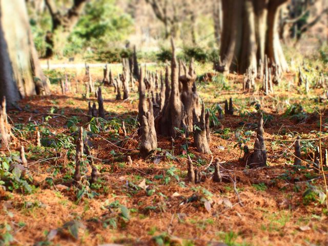 湿った地面からニョキニョキと。_f0217617_9533367.jpg