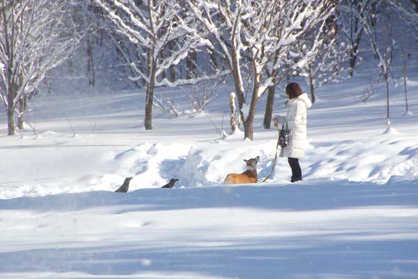 なえぼ公園：大雪が降った朝２_e0001123_1052524.jpg