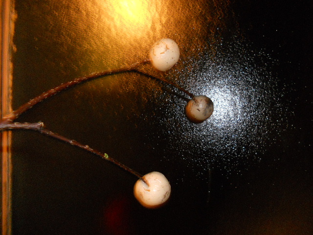 f0085327_2131832.jpg