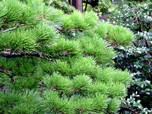 「島根県 出雲・松江を巡る旅2011 大根島の日本庭園 由志園」_a0000029_1263055.jpg