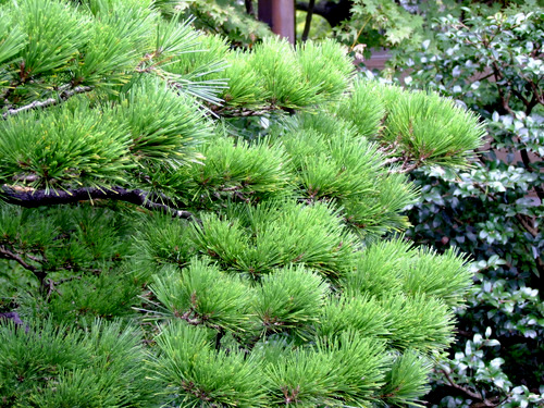 「島根県　出雲・松江を巡る旅2011　大根島の日本庭園　由志園」_a0000029_1263055.jpg