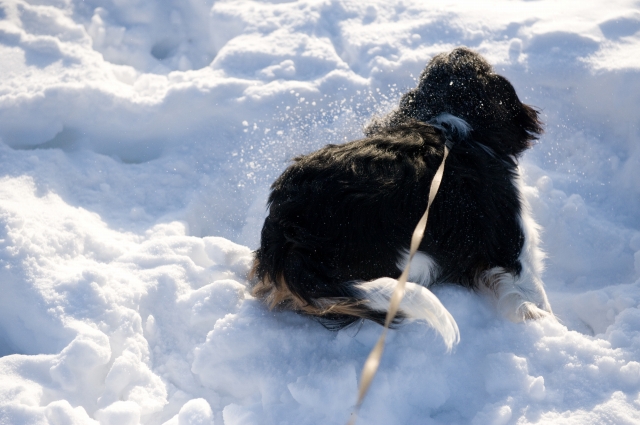 雪にダイブ・・_c0051132_2034110.jpg